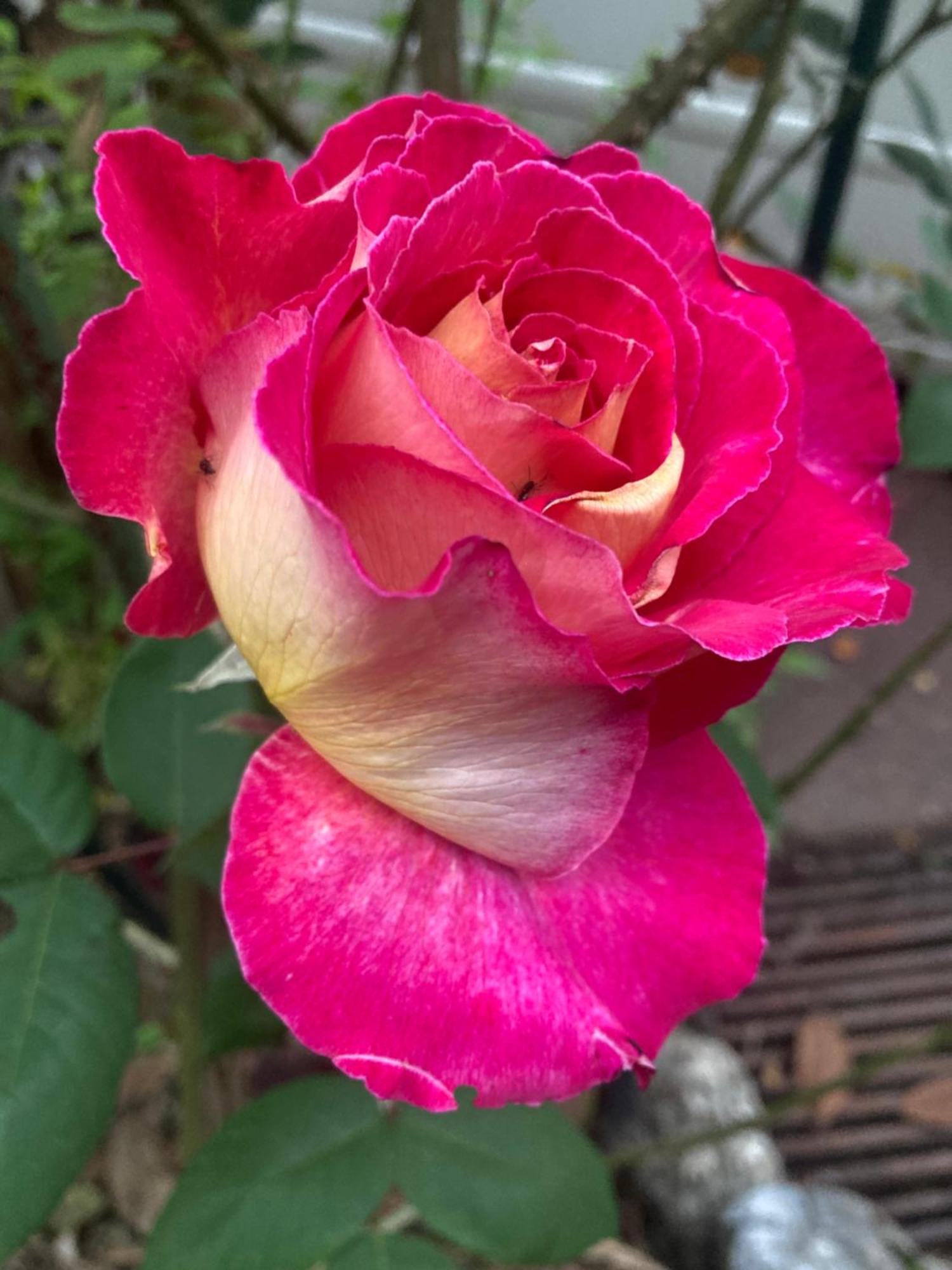 Maison Des Roses ウラン エクステリア 写真